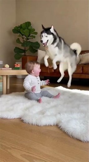 Baby Laughs and Waves as Playful Husky Howls Delightfully!