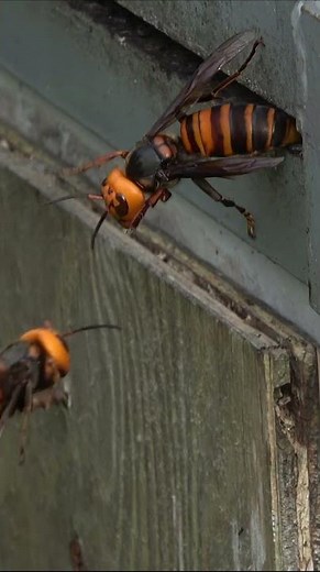 The key to preventing Japanese honeybees from being attacked by giant hornets is the entrance to ...