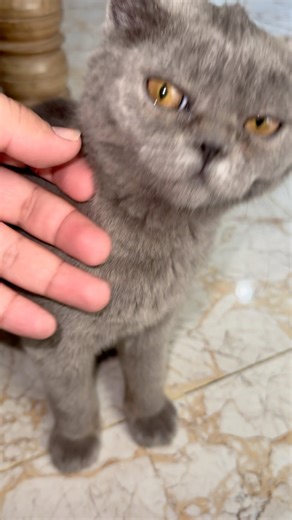 meowing sounds to attract cats