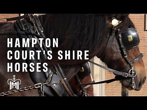 Meet the Shire horses of Hampton Court Palace