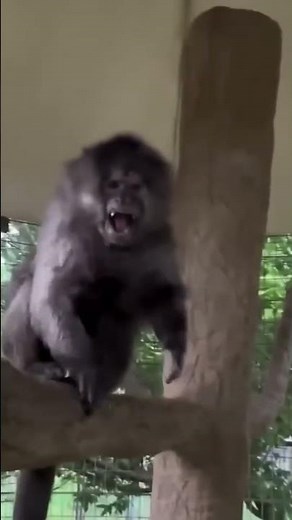 ANIMALS MEMES COMPILATION