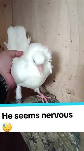 Nervous Pigeon Displaying Anger | PigeonsTV