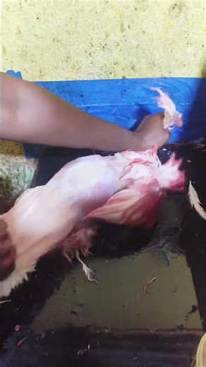 Easy Chicken Cleaning | Step by Step Guide 🔪🍗 #shorts