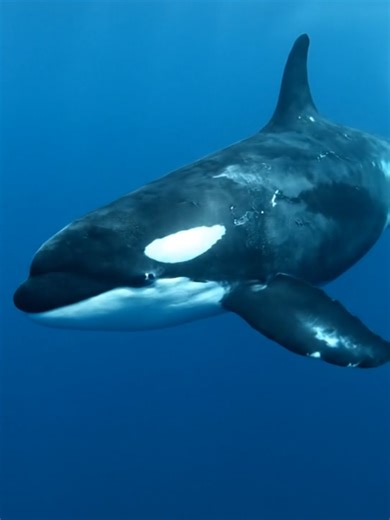 Breathtaking Underwater Orca Encounter