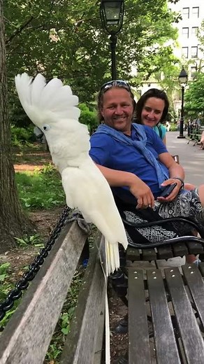 Cockatoo Barks Like a Dog || ViralHog