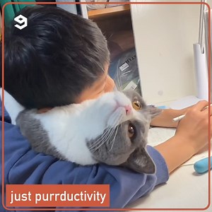no productivity, only purrductivity, | 9GAG
