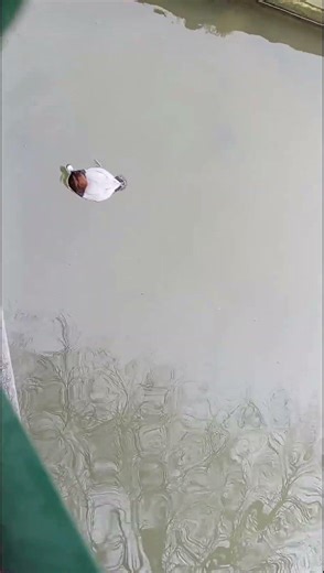 Goldeneye diving duck