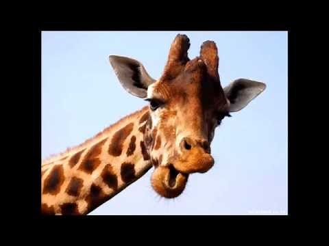 What sound does a giraffe make?