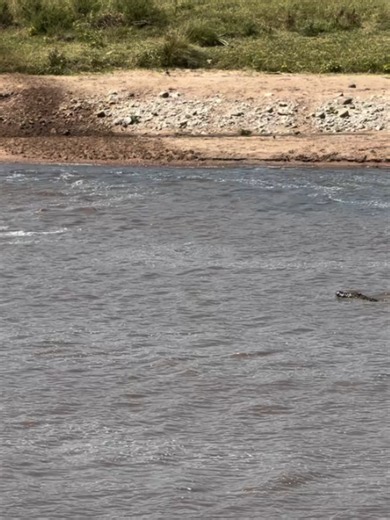 An unforgettable moment from the African wilderness! During a dramatic river crossing, a wildebeest found itself surrounded by hungry crocodiles. Just when the situation looked hopeless, a powerful hippo charged in and appeared to intervene, turning a tense encounter into an incredible display of nature’s unpredictability. The African bush never follows a script. Every crossing, every encounter, and every moment can become a story you’ll never forget. This is the 2026 Great Wildebeest Migration.