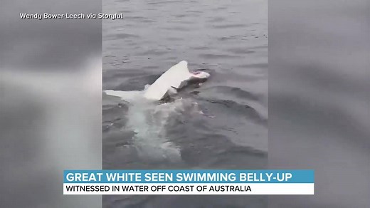RARE SIGHT: Footage taken off the coast of Australia shows a great white shark swimming belly up. Marine biologists say the unusual behavior could be a sign the shark is in a relaxed, trance-like state. | World News Now