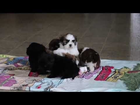 Shih Tzu Puppies For Sale