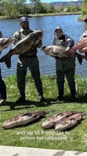 It is ILLEGAL to Release This Fish