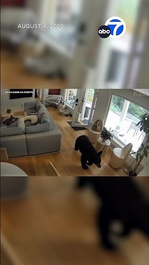 Tiny dog chases a bear out of home