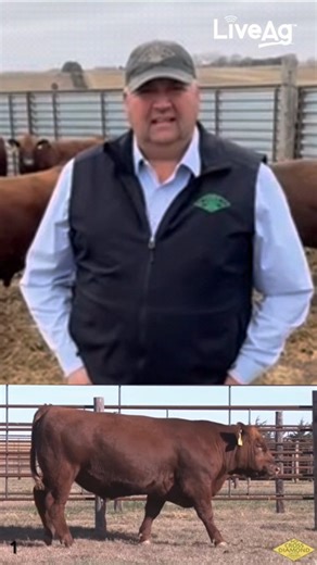 Live Ag on Instagram: "If you’re in the market for powerful, age-advantaged Red Angus bulls backed by real-world longevity and maternal consistency, you won’t want to miss Cross Diamond’s Annual Bull & Female Sale on December 8 in Bertrand, Nebraska. 🔥 Offering: • 249 age-advantaged Red Angus bulls — ready to go to work • 450 commercial bred females — backed by years of disciplined selection Every bull sells with a first-breeding season guarantee and comes with free delivery or a $250 take-home