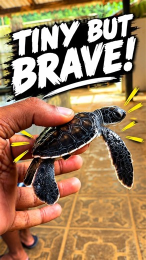 Baby Sea Turtles Begin Their Journey