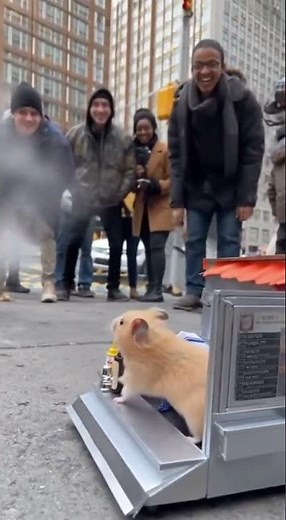 Mini Hamster Runs His Own Food Truck 😭🐹🚚 #funnyanimals