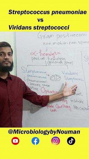 Streptococci: Pneumoniae vs Viridans Explained