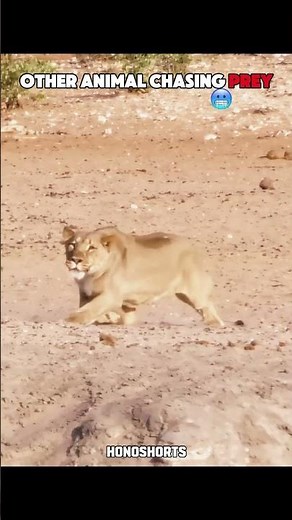 Predators in Full Chase 🐺🐆 | The Last One Is INSANE #shorts #cheetah