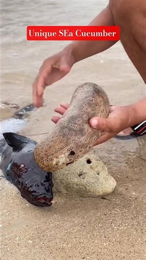 What is this STICKY White Stuff? (Sea Cucumber Defense)