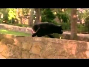 Napoleon (Australian Version) - "Ah Not A Mouse A Dog, Dog Must Die!" [Crazy Cat Scene]