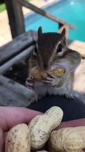 I like big nuts and I cannot lie -Van Gogh the Chippy #chipmunk #wildlife #bff #smallanimals #foodislife #EasyMeal #FriendThings #JustVisiting