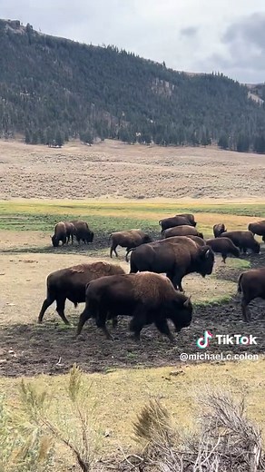 Yellowstone National Park: 2-Day Trip Guide and Best Sights