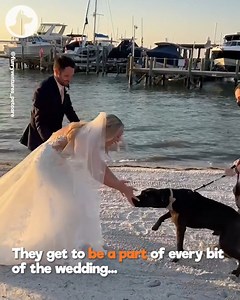 The dogs are watching their owners get married 😭 | Go Fetch