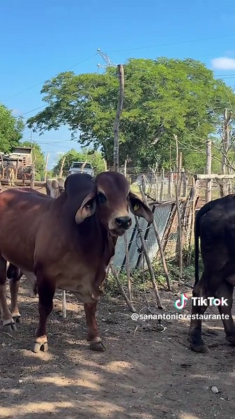 Explore Rancho San Antonio: A Taste of Tradition