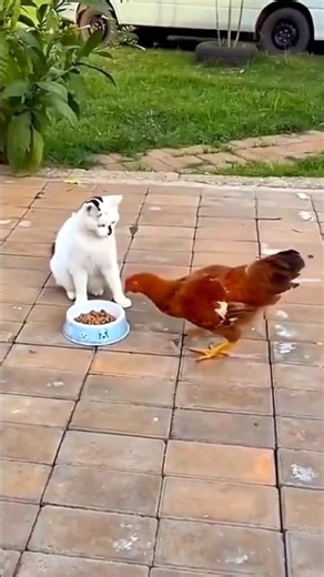 Cat vs Rooster Fight 🐱🐓 Funny Animal Battle Moments #shorts