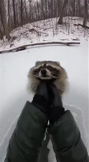 🦝 Raccoon Pulled Out of Freezing Water ❄️😱#respect