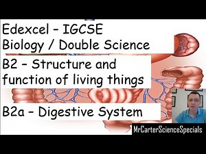 Digestive System Edexcel International GCSE (9-1) Biology / Double Science