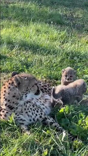 Cute Cubes with mother Cheetah 🐆 #viral #babyanimals #funny #cute #cube #cheetah #babybuns #chuchutv