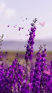 5.2K views · 22 reactions | The meaning of life….. #forgiveness #forgivnessquotes | Forgiveness Quotes | Facebook