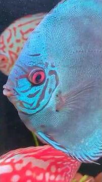 綺麗なディスカスを水草レイアウト水槽で泳がせてみよう！ディスカスはやっぱりレイアウト水槽で泳がせたいよね。ペットバルーン (Pet Balloon) | アクアリウム 熱帯魚 #アクアリウム#水槽部屋