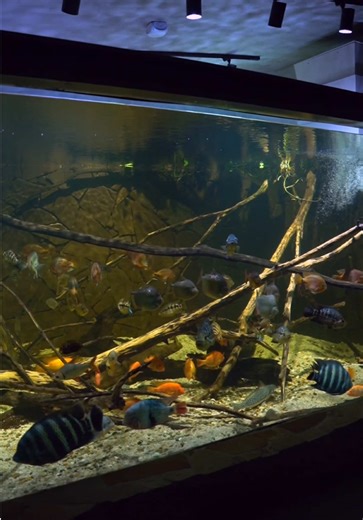 In a world that never stops moving, this is my calm ☮️ #aquarium #cichlids #monsterfish #monsterfishkeeper #fishtank