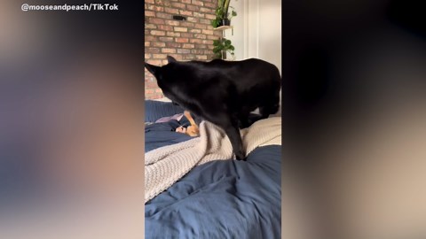 Laughter at Orange Kitten 'Wrestling' With German Shepherd