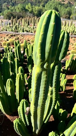 This is the move!! 🌵🔥 Get yourself a cactus 😎 #cactus #fyp #cactuslover #plantsoftiktok