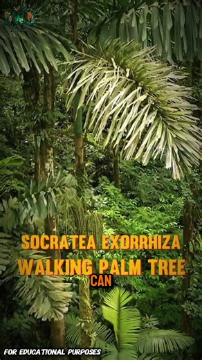 The Tree That Can ‘Walk’ — Socratea exorrhiza Explained! #documentary #usashorts #fyp #facts