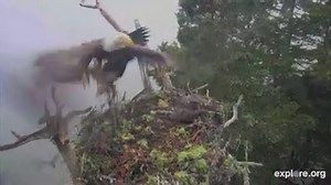 This rare video of a Bald Eagle raiding our explore.org Osprey nest shows just how powerful and fast a raptor attack can be. The moment is bittersweet—despite the loss of one of the chicks, the two older chicks are safe. Read more: http://ow.ly/IpJZ302R8N3 | National Audubon Society