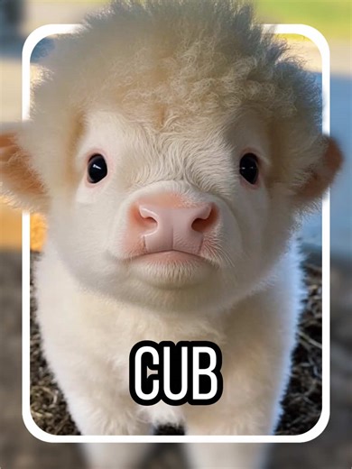 Exploring Baby Animals: What They Look Like