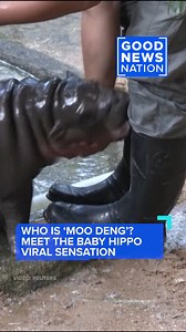 Who is ‘Moo Deng’? Meet the 2-month-old female pygmy hippo who has captured the hearts of millions around the globe and drawn in thousands of visitors to her Thailand zoo. https://trib.al/jTMTO5w | NewsNation