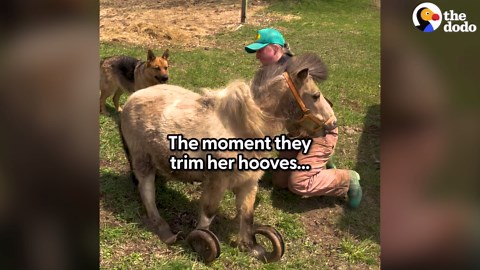 Neglected Pony's Hooves Grew Into Long Spirals