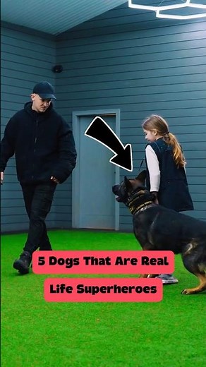 5 Dogs That Are Real-Life Superheroes 🦸‍♂️🐕