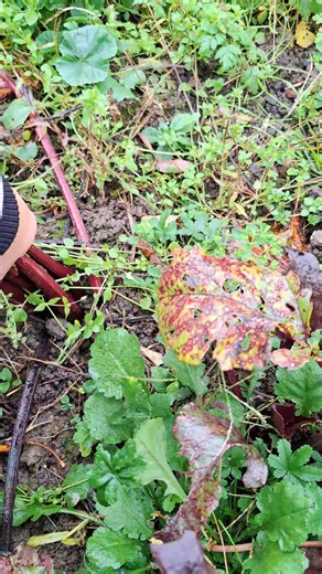 C'est la première année que je réussis enfin mes betteraves. Avant elles se faisaient dévorer par je ne sais pas trop qui dès que les premières feuilles 🍃 sortaient de terre. Plus qu'à réfléchir quel plat faire avec. J'ai jamais essayé les betteraves rôties au four, je vais probablement tenter ça. Si vous avez des conseils, je suis preneuse. #betterave #potager #recolte #jardin #garden #potagerautomne #Permaculture #autonomiealimentaire | Au Jardin du Lac