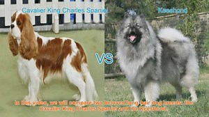 Cavalier King Charles Spaniel vs. Keeshond: A Comparison of Beloved Long-Hair Dog Breeds