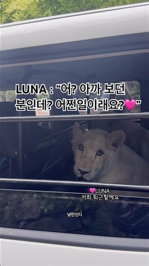#백사자 퇴근길에 전용 리무진 타고 조용히 바깥구경하며 가는데, 아직은 넓어요~ 천천히 크자!
