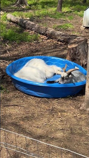 Quiet please! Rylie and P dub. Rough life.