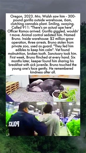 Stolen Zoo Ape Was As Security