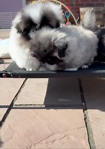 Muppet Show ❤️ | Biggiwigs Pekingese