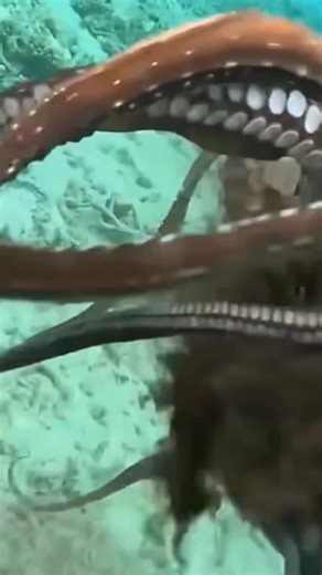 761K views · 11K reactions | Gotchaaa  #octopus #spearfishing #fishingislife #StarsEverywhere #contentmonitezation #fbreelsfypシ゚viralfbreelsfypシ゚viral #followersreelsfypシ゚viralシfypシ゚viralシ #fishing | Fish Hunter Vlog | Facebook
